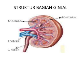 STRUKTUR BAGIAN GINJAL
 