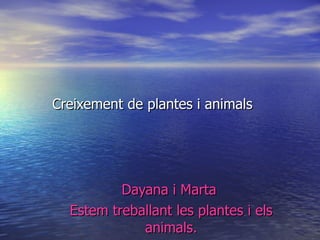 Creixement de plantes i animals Dayana i Marta  Estem treballant les plantes i els animals. 