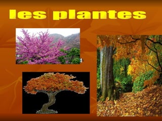 les plantes