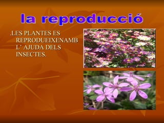 .LES PLANTES ES REPRODUEIXENAMB L’ AJUDA DELS INSECTES. la reproducció