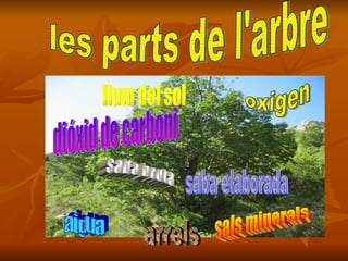 les parts de l'arbre oxigen arrels aigua sals minerals saba elaborada saba bruta llum del sol dióxid de carboni