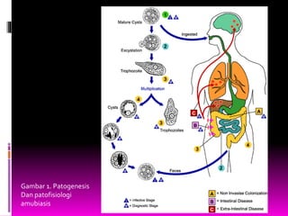 Gambar 1. Patogenesis
Dan patofisiologi
amubiasis
 