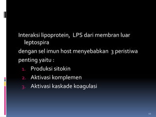 Interaksi lipoprotein, LPS dari membran luar
leptospira
dengan sel imun host menyebabkan 3 peristiwa
penting yaitu :
1. Produksi sitokin
2. Aktivasi komplemen
3. Aktivasi kaskade koagulasi
12
 