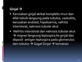 Ginjal 
 Kerusakan ginjal akibat kompleks imun dan
efek toksik langsung pada tubulus, vaskulitis,
kerusakan endotel, hipoksemia, nefritis
interstisial, nekrosis tubular akut
 Nefritis interstisial dan nekrosis tubular akut
 migrasi langsung leptospira ke ginjal dan
deposit antigen leptospira pada glomerulus
dan tubulus  Gagal Ginjal  kematian
18
 