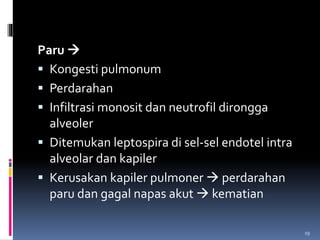 Paru 
 Kongesti pulmonum
 Perdarahan
 Infiltrasi monosit dan neutrofil dirongga
alveoler
 Ditemukan leptospira di sel-sel endotel intra
alveolar dan kapiler
 Kerusakan kapiler pulmoner  perdarahan
paru dan gagal napas akut  kematian
19
 