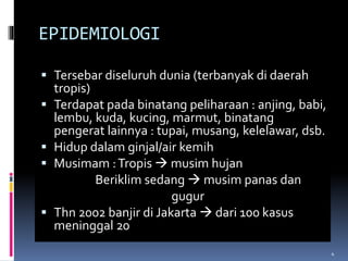 EPIDEMIOLOGI
 Tersebar diseluruh dunia (terbanyak di daerah
tropis)
 Terdapat pada binatang peliharaan : anjing, babi,
lembu, kuda, kucing, marmut, binatang
pengerat lainnya : tupai, musang, kelelawar, dsb.
 Hidup dalam ginjal/air kemih
 Musimam :Tropis  musim hujan
Beriklim sedang  musim panas dan
gugur
 Thn 2002 banjir di Jakarta  dari 100 kasus
meninggal 20
4
 