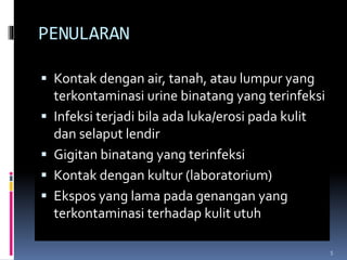 PENULARAN
 Kontak dengan air, tanah, atau lumpur yang
terkontaminasi urine binatang yang terinfeksi
 Infeksi terjadi bila ada luka/erosi pada kulit
dan selaput lendir
 Gigitan binatang yang terinfeksi
 Kontak dengan kultur (laboratorium)
 Ekspos yang lama pada genangan yang
terkontaminasi terhadap kulit utuh
5
 