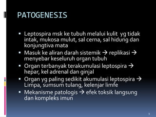 PATOGENESIS
 Leptospira msk ke tubuh melalui kulit yg tidak
intak, mukosa mulut, sal cerna, sal hidung dan
konjungtiva mata
 Masuk ke aliran darah sistemik  replikasi 
menyebar keseluruh organ tubuh
 Organ terbanyak terakumulasi leptospira 
hepar, kel adrenal dan ginjal
 Organ yg paling sedikit akumulasi leptospira 
Limpa, sumsum tulang, kelenjar limfe
 Mekanisme patologis  efek toksik langsung
dan kompleks imun
9
 
