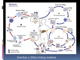 Gambar 1.Siklus hidup malaria 4
 