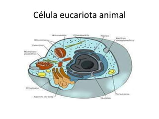 Célula eucariota animal