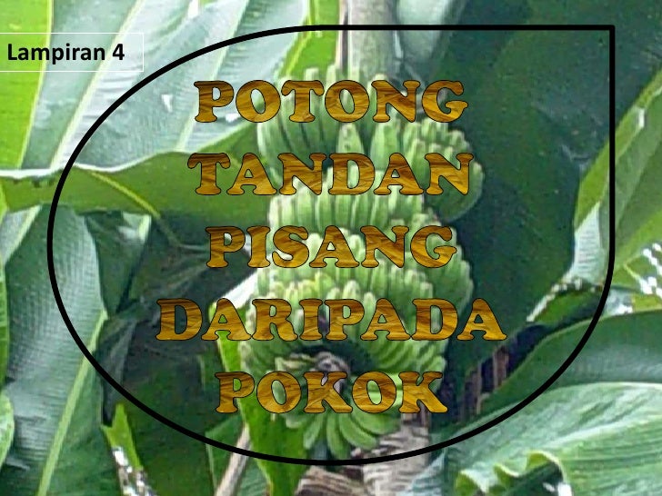 Membuat Kerepek Pisang