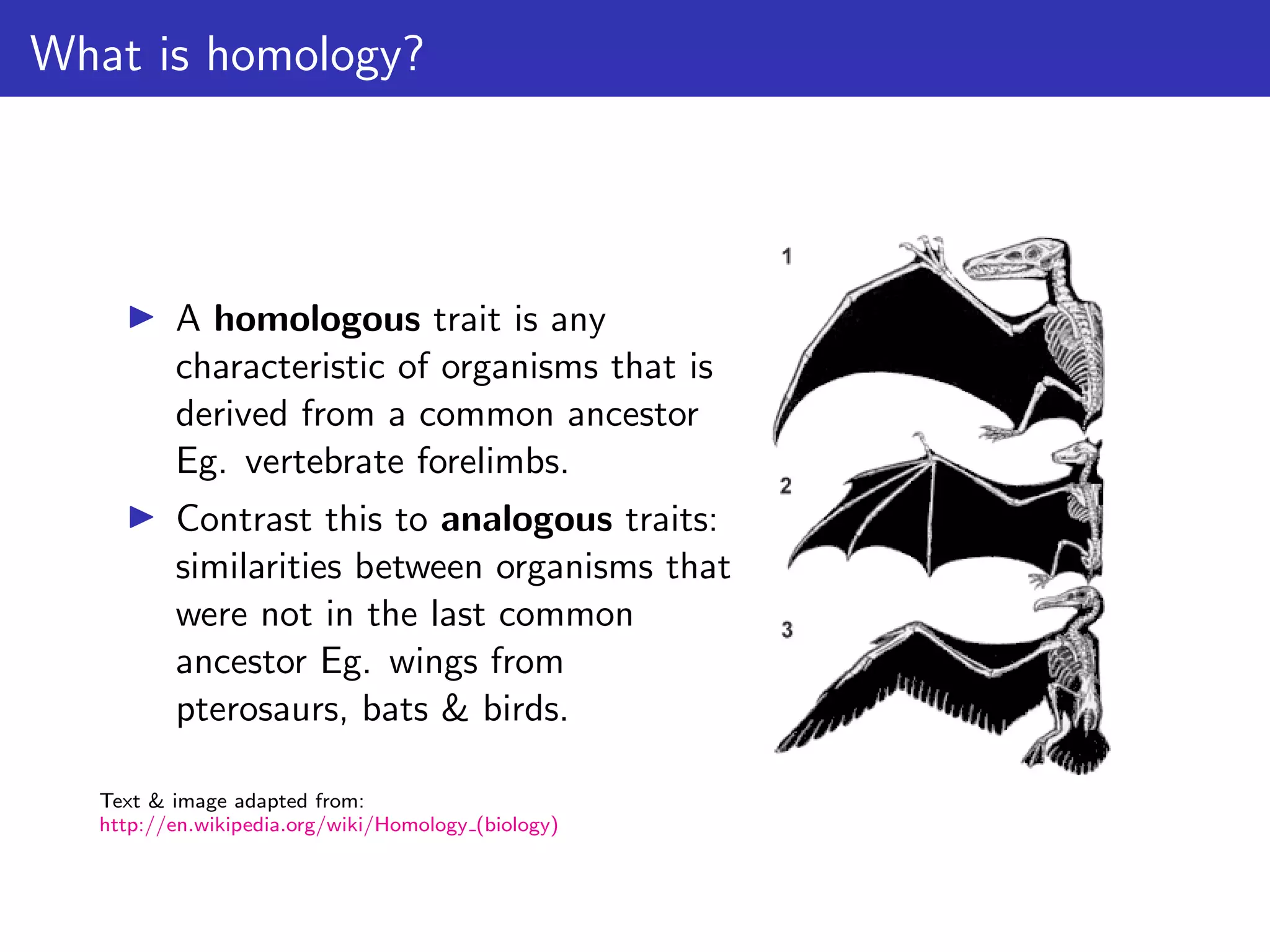 What is homology?
▶ A homologous trait is any
characteristic of organisms that is
derived from a common ancestor
Eg. vertebrate forelimbs.
▶ Contrast this to analogous traits:
similarities between organisms that
were not in the last common
ancestor Eg. wings from
pterosaurs, bats & birds.
Text & image adapted from:
http://en.wikipedia.org/wiki/Homology (biology)
 