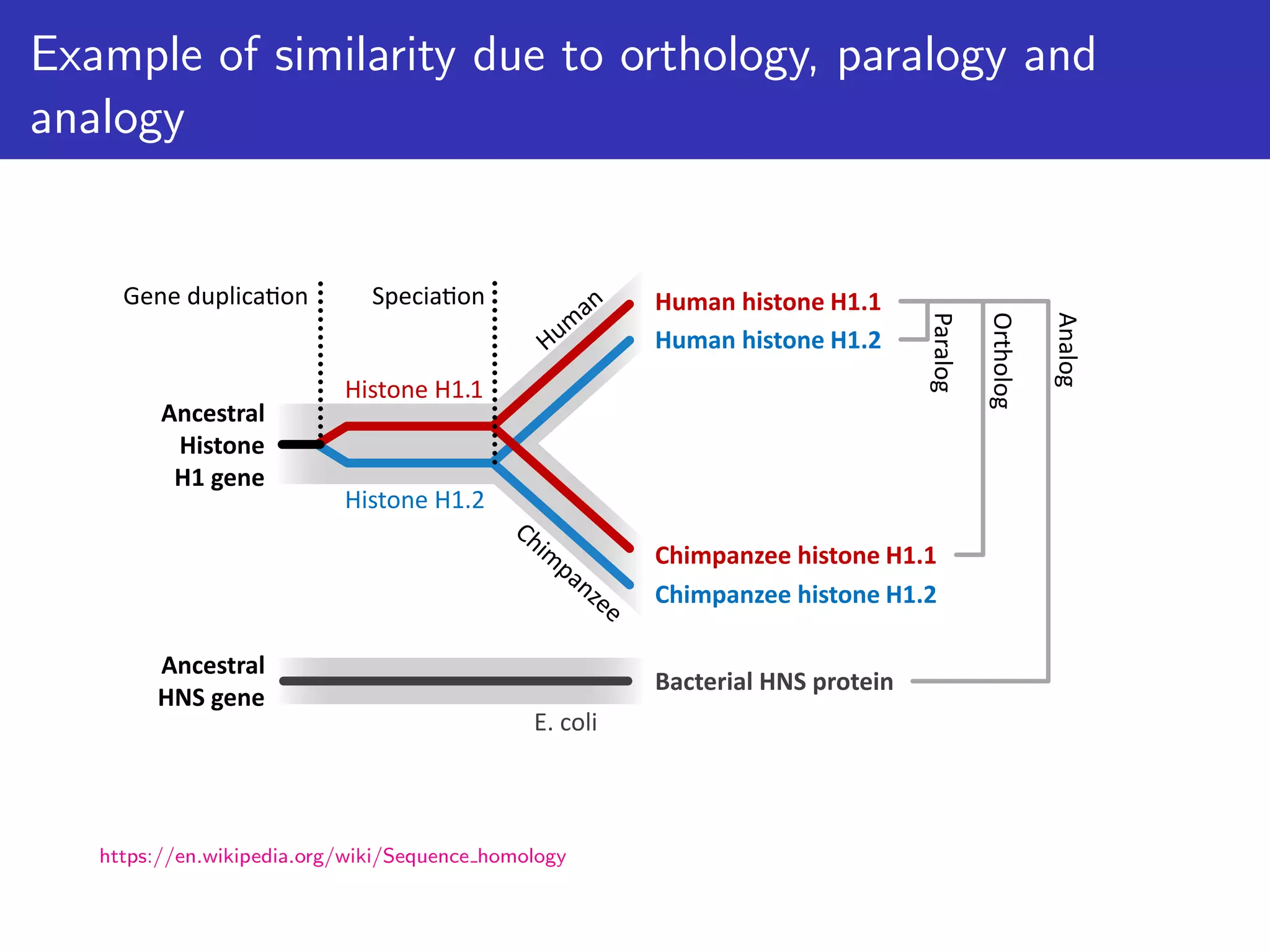 Example of similarity due to orthology, paralogy and
analogy
https://en.wikipedia.org/wiki/Sequence homology
 