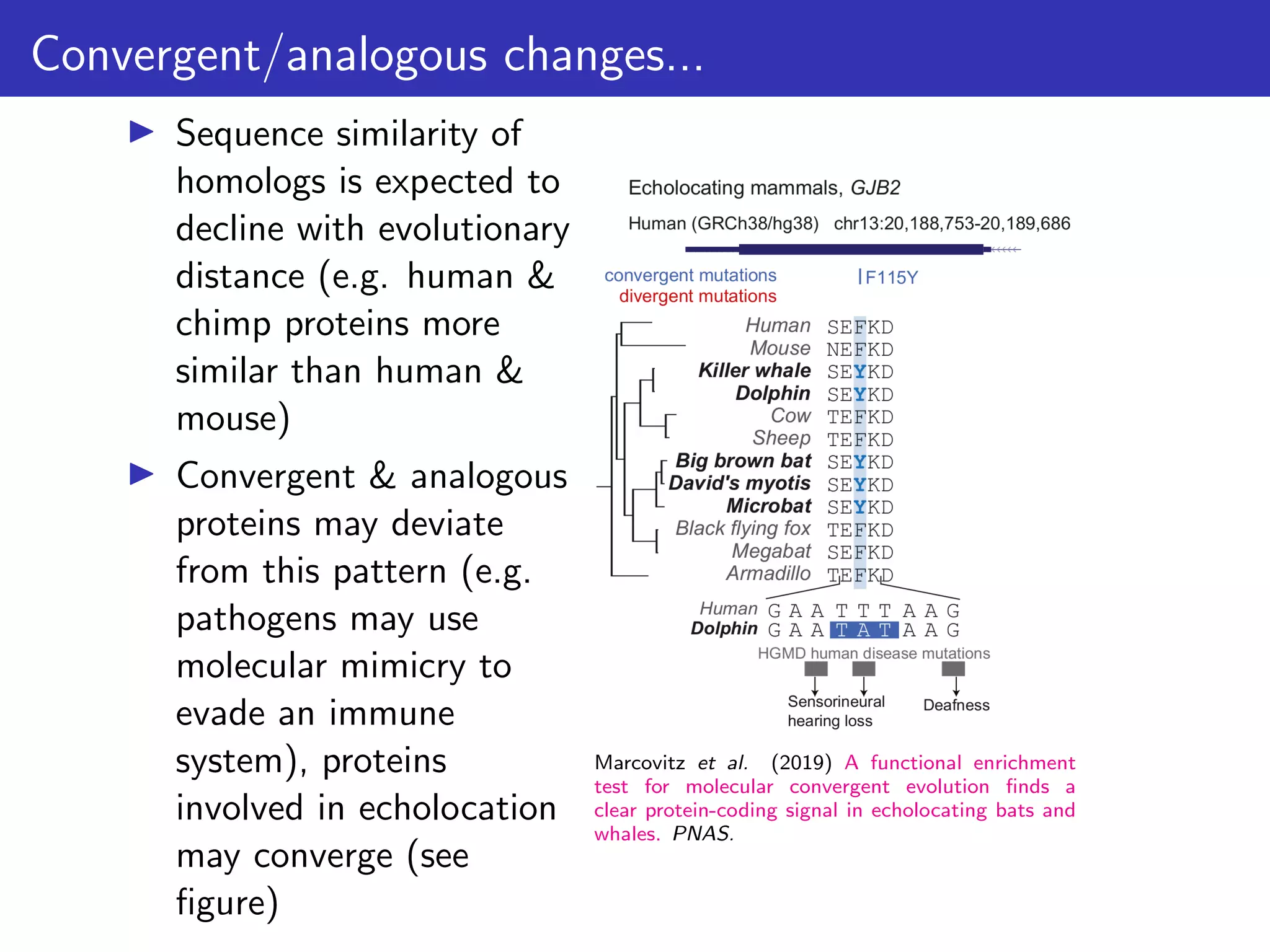 Convergent/analogous changes...
▶ Sequence similarity of
homologs is expected to
decline with evolutionary
distance (e.g. human &
chimp proteins more
similar than human &
mouse)
▶ Convergent & analogous
proteins may deviate
from this pattern (e.g.
pathogens may use
molecular mimicry to
evade an immune
system), proteins
involved in echolocation
may converge (see
figure)
Marcovitz et al. (2019) A functional enrichment
test for molecular convergent evolution finds a
clear protein-coding signal in echolocating bats and
whales. PNAS.
 