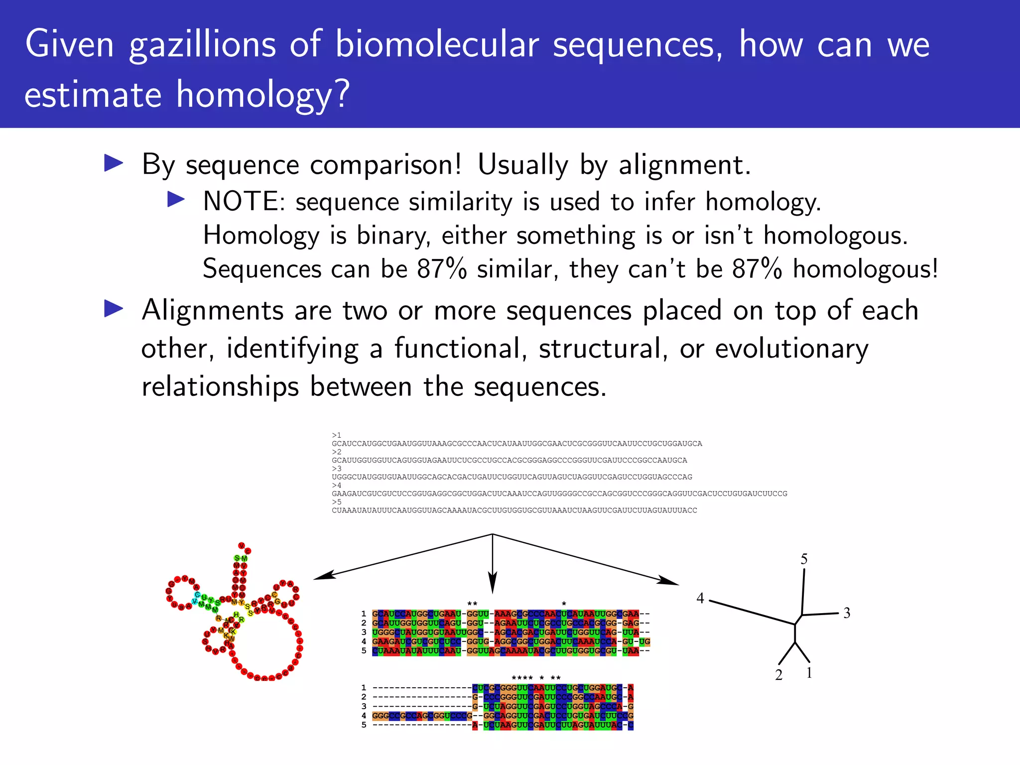 Given gazillions of biomolecular sequences, how can we
estimate homology?
▶ By sequence comparison! Usually by alignment.
▶ NOTE: sequence similarity is used to infer homology.
Homology is binary, either something is or isn’t homologous.
Sequences can be 87% similar, they can’t be 87% homologous!
▶ Alignments are two or more sequences placed on top of each
other, identifying a functional, structural, or evolutionary
relationships between the sequences.
2
4
5
3
1
>1
GCAUCCAUGGCUGAAUGGUUAAAGCGCCCAACUCAUAAUUGGCGAACUCGCGGGUUCAAUUCCUGCUGGAUGCA
>2
GCAUUGGUGGUUCAGUGGUAGAAUUCUCGCCUGCCACGCGGGAGGCCCGGGUUCGAUUCCCGGCCAAUGCA
>3
UGGGCUAUGGUGUAAUUGGCAGCACGACUGAUUCUGGUUCAGUUAGUCUAGGUUCGAGUCCUGGUAGCCCAG
>4
GAAGAUCGUCGUCUCCGGUGAGGCGGCUGGACUUCAAAUCCAGUUGGGGCCGCCAGCGGUCCCGGGCAGGUUCGACUCCUGUGAUCUUCCG
>5
CUAAAUAUAUUUCAAUGGUUAGCAAAAUACGCUUGUGGUGCGUUAAAUCUAAGUUCGAUUCUUAGUAUUUACC
** *
1 GCAUCCAUGGCUGAAU-GGUU-AAAGCGCCCAACUCAUAAUUGGCGAA--
2 GCAUUGGUGGUUCAGU-GGU--AGAAUUCUCGCCUGCCACGCGG-GAG--
3 UGGGCUAUGGUGUAAUUGGC--AGCACGACUGAUUCUGGUUCAG-UUA--
4 GAAGAUCGUCGUCUCC-GGUG-AGGCGGCUGGACUUCAAAUCCA-GU-UG
5 CUAAAUAUAUUUCAAU-GGUUAGCAAAAUACGCUUGUGGUGCGU-UAA--
**** * **
1 ------------------CUCGCGGGUUCAAUUCCUGCUGGAUGC-A
2 ------------------G-CCCGGGUUCGAUUCCCGGCCAAUGC-A
3 ------------------G-UCUAGGUUCGAGUCCUGGUAGCCCA-G
4 GGGCCGCCAGCGGUCCCG--GGCAGGUUCGACUCCUGUGAUCUUCCG
5 ------------------A-UCUAAGUUCGAUUCUUAGUAUUUAC-C
S
M
A
D
M
Y
M
U
R
S
Y
U
C
A
M
Y
-
G
G
Y
u a A
V M M M
R M
H
C
R
M
Y
U
S
H V R
H
K
C
V
R
c
K
W
A
-
-
-
-
- c c - c
c
a
-
c
-
-
-
c
c
c
-
V
-
Y
S Y R R G
U U
C
R
A
Y
U
C
C
Y
R
S
Y
M
D
M
Y
V
M
c
V
 