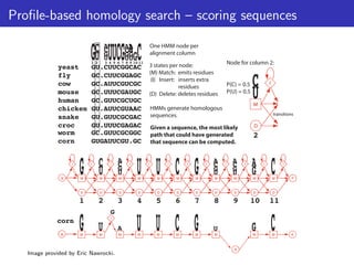 Profile-based homology search – scoring sequences
Image provided by Eric Nawrocki.
 