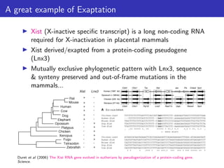A great example of Exaptation
▶ Xist (X-inactive specific transcript) is a long non-coding RNA
required for X-inactivation in placental mammals
▶ Xist derived/exapted from a protein-coding pseudogene
(Lnx3)
▶ Mutually exclusive phylogenetic pattern with Lnx3, sequence
& synteny preserved and out-of-frame mutations in the
mammals...
Duret et al (2006) The Xist RNA gene evolved in eutherians by pseudogenization of a protein-coding gene.
Science.
 