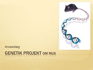 Genetik projekt om mus Arveanlæg 