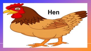 Hen
 