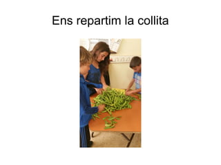Ens repartim la collita
 