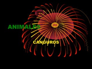ANIMALES

      CANGUROS
 