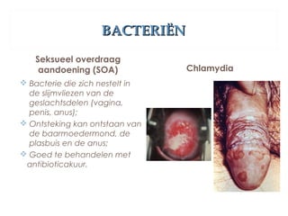 BACTERIËNBACTERIËN
Seksueel overdraag
aandoening (SOA)
 Bacterie die zich nestelt in
de slijmvliezen van de
geslachtsdelen (vagina,
penis, anus);
 Ontsteking kan ontstaan van
de baarmoedermond, de
plasbuis en de anus;
 Goed te behandelen met
antibioticakuur.
Chlamydia
 