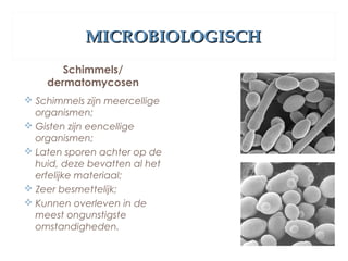 MICROBIOLOGISCHMICROBIOLOGISCH
Schimmels/
dermatomycosen
 Schimmels zijn meercellige
organismen;
 Gisten zijn eencellige
organismen;
 Laten sporen achter op de
huid, deze bevatten al het
erfelijke materiaal;
 Zeer besmettelijk;
 Kunnen overleven in de
meest ongunstigste
omstandigheden.
 