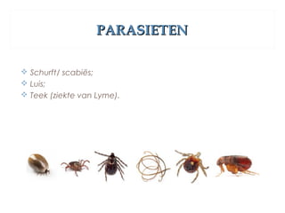 PARASIETENPARASIETEN
 Schurft/ scabiës;
 Luis;
 Teek (ziekte van Lyme).
 