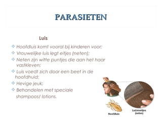 PARASIETENPARASIETEN
Luis
 Hoofdluis komt vooral bij kinderen voor;
 Vrouwelijke luis legt eitjes (neten);
 Neten zijn witte puntjes die aan het haar
vastkleven;
 Luis voedt zich door een beet in de
hoofdhuid;
 Hevige jeuk;
 Behandelen met speciale
shampoos/ lotions.
 
