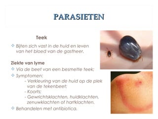 PARASIETENPARASIETEN
Teek
 Bijten zich vast in de huid en leven
van het bloed van de gastheer.
Ziekte van lyme
 Via de beet van een besmette teek;
 Symptomen:
- Verkleuring van de huid op de plek
van de tekenbeet;
- Koorts;
- Gewrichtsklachten, huidklachten,
zenuwklachten of hartklachten.
 Behandelen met antibiotica.
 