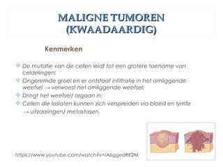 MALIGNE TUMORENMALIGNE TUMOREN
(KWAADAARDIG)(KWAADAARDIG)
Kenmerken
 De mutatie van de cellen leidt tot een grotere toename van
celdelingen;
 Ongeremde groei en er ontstaat infiltratie in het omliggende
weefsel → verwoest het omliggende weefsel;
 Dringt het weefsel/ orgaan in;
 Cellen die loslaten kunnen zich verspreiden via bloed en lymfe
→ uitzaaiingen/ metastasen.
https://www.youtube.com/watch?v=iA6ggedRE2M
 
