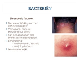 BACTERIËNBACTERIËN
Steenpuist/ furunkel
 Diepere ontsteking van het
gehele haarzakje;
 Veroorzaakt door de
stafylococcus aures;
 Kan gepaard gaan met
allerlei ziekteverschijnselen;
 Behandeling:
- Huidverweken, trekzalf;
- Insnijding huisarts;
 Zeer besmettelijk!
 