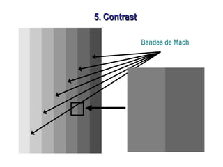 5. Contrast5. Contrast
Bandes de Mach
 