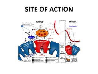 SITE OF ACTION
 