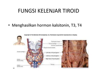 FUNGSI KELENJAR TIROID

• Menghasilkan hormon kalsitonin, T3, T4
 