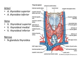 Arteri
• A. thyroidea superior
• A. thyroidea inferior

Vena
• V. thyroideal superior
• V. thyroideal medial
• V. thyroideal inferior

Nervus
• N glandula thyroidea
 