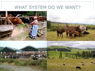 Enhancing Dairy Development in Ethiopia