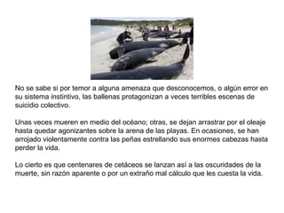 No se sabe si por temor a alguna amenaza que desconocemos, o algún error en su sistema instintivo, las ballenas protagonizan a veces terribles escenas de suicidio colectivo.  Unas veces mueren en medio del océano; otras, se dejan arrastrar por el oleaje hasta quedar agonizantes sobre la arena de las playas. En ocasiones, se han arrojado violentamente contra las peñas estrellando sus enormes cabezas hasta perder la vida.  Lo cierto es que centenares de cetáceos se lanzan así a las oscuridades de la muerte, sin razón aparente o por un extraño mal cálculo que les cuesta la vida.  