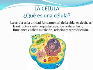 LA CÉLULA
         ¿Qué es una célula?
La célula es la unidad fundamental de la vida, es decir, es
  la estructura más pequeña capaz de realizar las 3
  funciones vitales: nutrición, relación y reproducción.
 