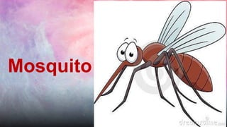 Mosquito