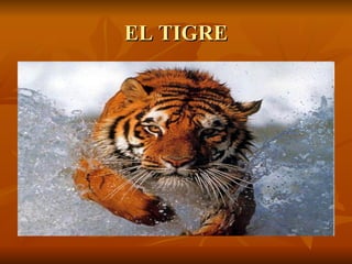 EL TIGRE 