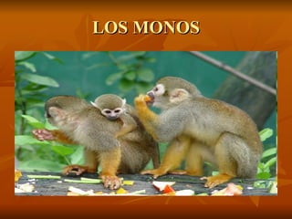 LOS MONOS 