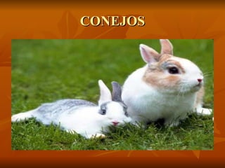 CONEJOS 