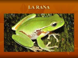 LA RANA 