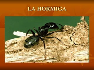 LA HORMIGA 