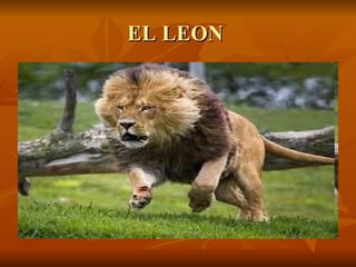 EL LEON  