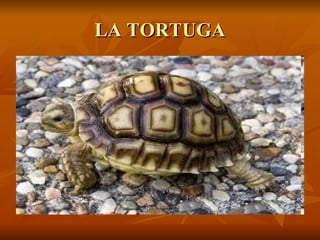 LA TORTUGA 
