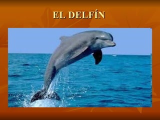 EL DELFÍN  