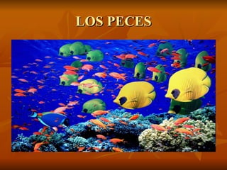 LOS PECES 