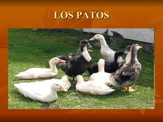 LOS PATOS 